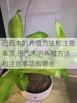 巴西木的养殖方法和注意事项,巴西木的养殖方法和注意事项有哪些